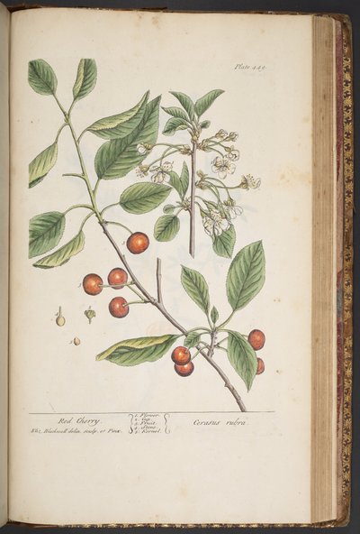 プレート 449、「A Curious Herbal」より 作： Elizabeth Blackwell