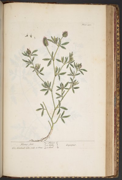 プレート 450、「A Curious Herbal」より 作： Elizabeth Blackwell