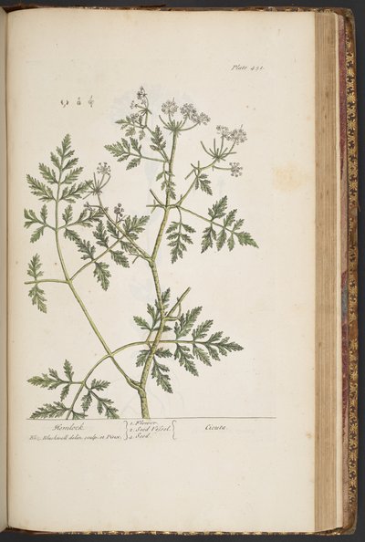 プレート 451、「A Curious Herbal」より 作： Elizabeth Blackwell