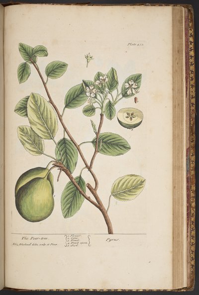 プレート 453、「A Curious Herbal」より 作： Elizabeth Blackwell