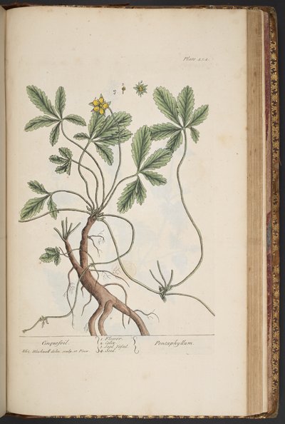 プレート 454、シンクフォイル、「A Curious Herbal」より 作： Elizabeth Blackwell