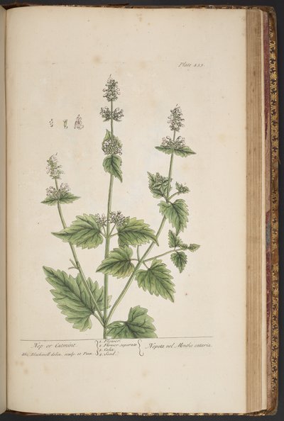 プレート 455、「A Curious Herbal」より 作： Elizabeth Blackwell