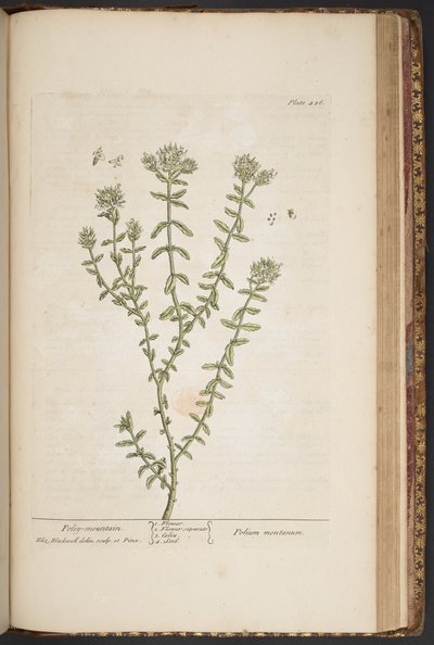 プレート 456、「A Curious Herbal」より 作： Elizabeth Blackwell