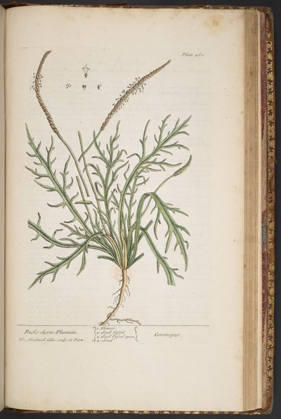 プレート 460、「A Curious Herbal」より 作： Elizabeth Blackwell
