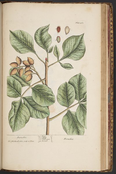 プレート 461、「A Curious Herbal」より 作： Elizabeth Blackwell