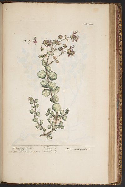 プレート 462、「A Curious Herbal」より 作： Elizabeth Blackwell