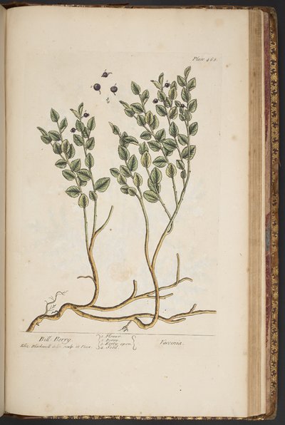 プレート 463、「A Curious Herbal」より 作： Elizabeth Blackwell