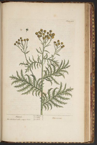 プレート 464、「A Curious Herbal」より 作： Elizabeth Blackwell