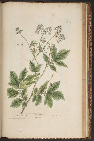 プレート 465、「A Curious Herbal」より 作： Elizabeth Blackwell
