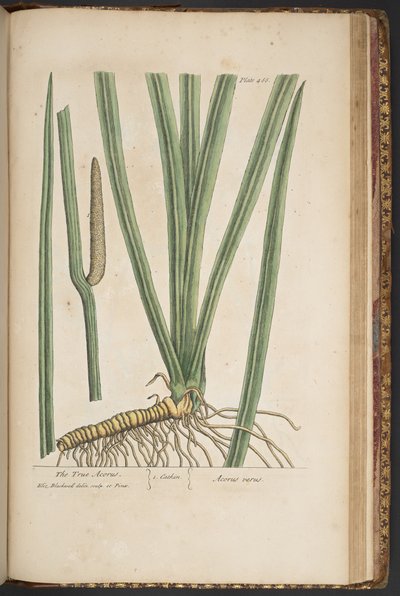 プレート 466、「A Curious Herbal」より 作： Elizabeth Blackwell