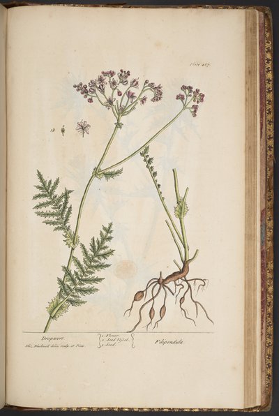 プレート 467、「A Curious Herbal」より 作： Elizabeth Blackwell