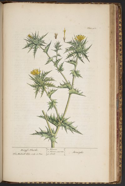 プレート 468、「A Curious Herbal」より 作： Elizabeth Blackwell