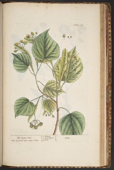 プレート 469、「A Curious Herbal」より 作： Elizabeth Blackwell