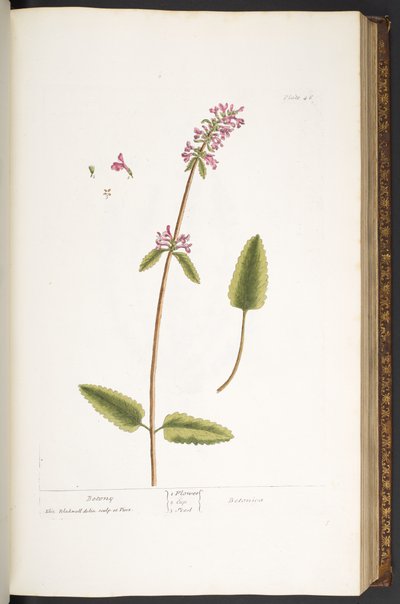 プレート 46、ベトニー、「A Curious Herbal」より 作： Elizabeth Blackwell