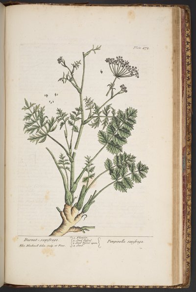 プレート 472、「A Curious Herbal」より 作： Elizabeth Blackwell