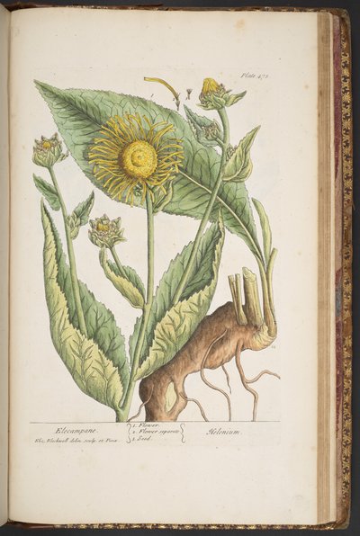 プレート 473、「A Curious Herbal」より 作： Elizabeth Blackwell