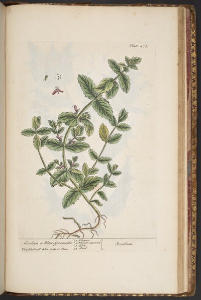 プレート 475、「A Curious Herbal」より 作： Elizabeth Blackwell