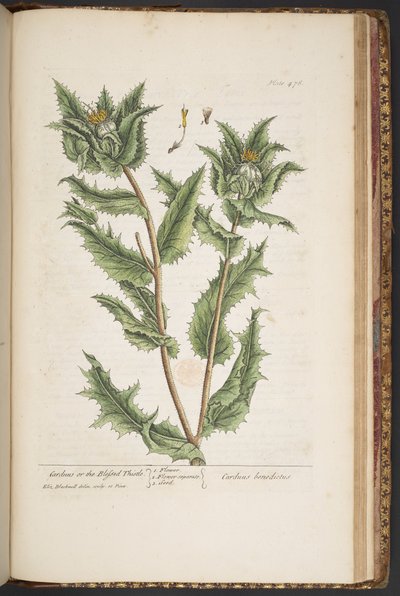「A Curious Herbal」のプレート 476、Carduus、または祝福されたアザミ 作： Elizabeth Blackwell