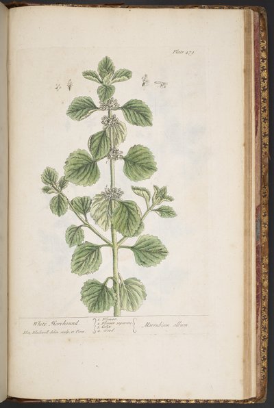 プレート 479、「A Curious Herbal」より 作： Elizabeth Blackwell