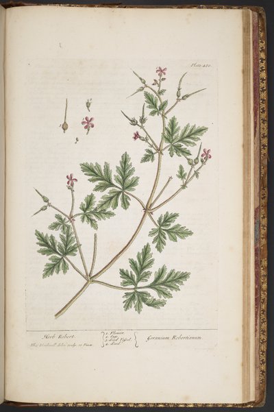 プレート 480、ハーブ ロバート、「A Curious Herbal」より 作： Elizabeth Blackwell