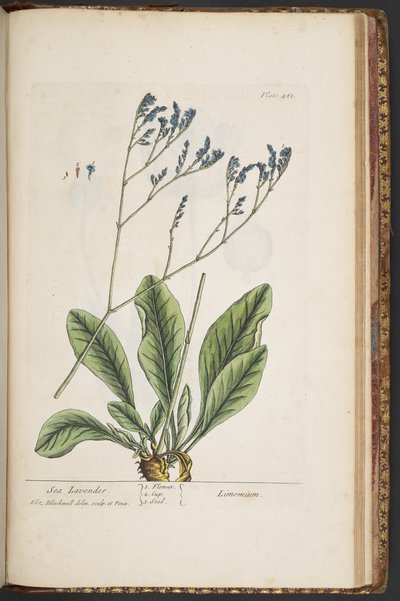 プレート 481、「A Curious Herbal」より 作： Elizabeth Blackwell