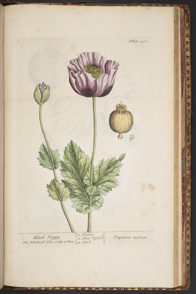 プレート 482、「A Curious Herbal」より 作： Elizabeth Blackwell