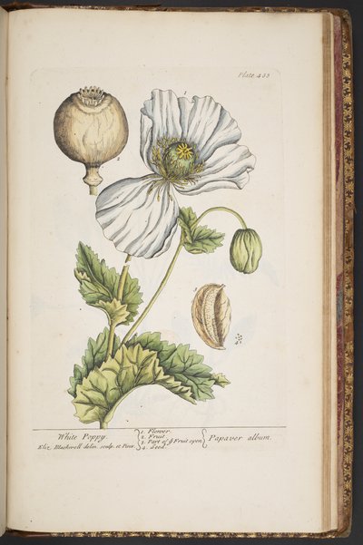 プレート 483、「A Curious Herbal」より 作： Elizabeth Blackwell
