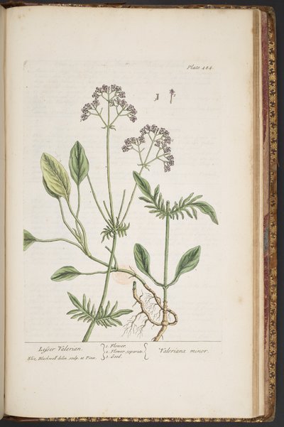 プレート 484、「A Curious Herbal」より 作： Elizabeth Blackwell