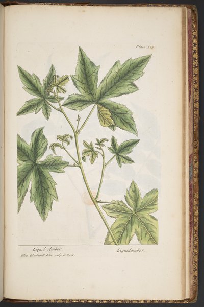 プレート 485、「A Curious Herbal」より 作： Elizabeth Blackwell