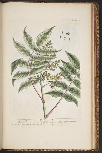 プレート 486、「A Curious Herbal」より 作： Elizabeth Blackwell