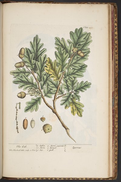 プレート 487、「A Curious Herbal」より 作： Elizabeth Blackwell