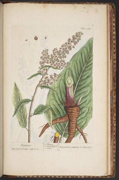 プレート 489、「A Curious Herbal」より 作： Elizabeth Blackwell