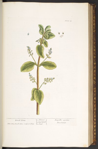 プレート 48、ブルック ライム、「A Curious Herbal」より 作： Elizabeth Blackwell
