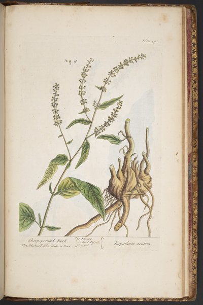 プレート 491、「A Curious Herbal」より 作： Elizabeth Blackwell