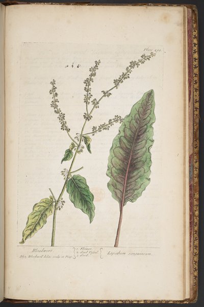 プレート 492、「A Curious Herbal」より 作： Elizabeth Blackwell