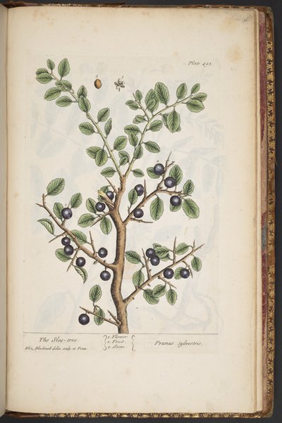 プレート 493、「A Curious Herbal」より 作： Elizabeth Blackwell