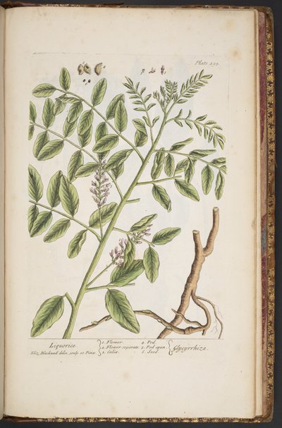 プレート 494、「A Curious Herbal」より 作： Elizabeth Blackwell