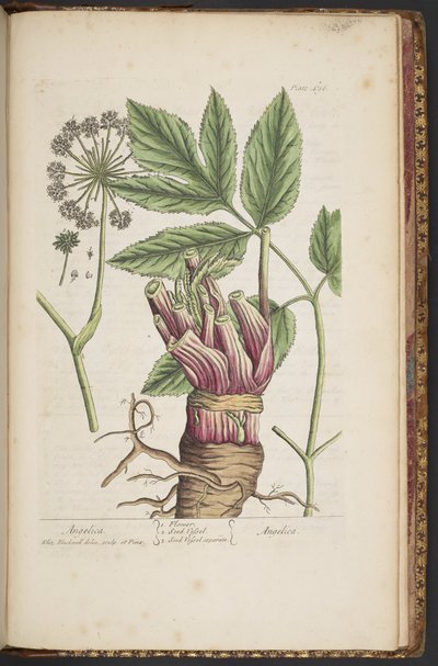 プレート 495、「A Curious Herbal」より 作： Elizabeth Blackwell