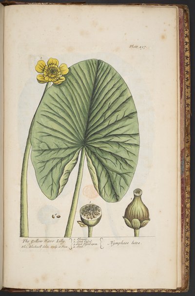 プレート 496、「A Curious Herbal」より 作： Elizabeth Blackwell