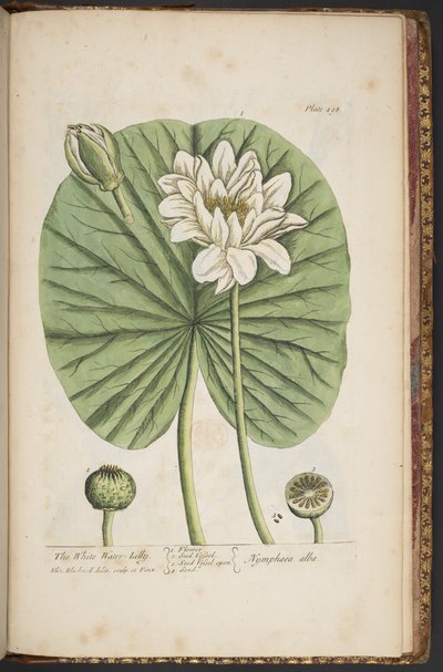 プレート 497、「A Curious Herbal」より 作： Elizabeth Blackwell