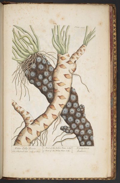 プレート 498、「A Curious Herbal」より 作： Elizabeth Blackwell