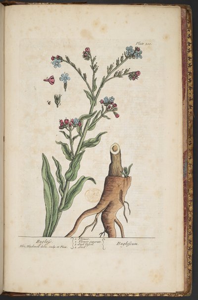 プレート 499、「A Curious Herbal」より 作： Elizabeth Blackwell