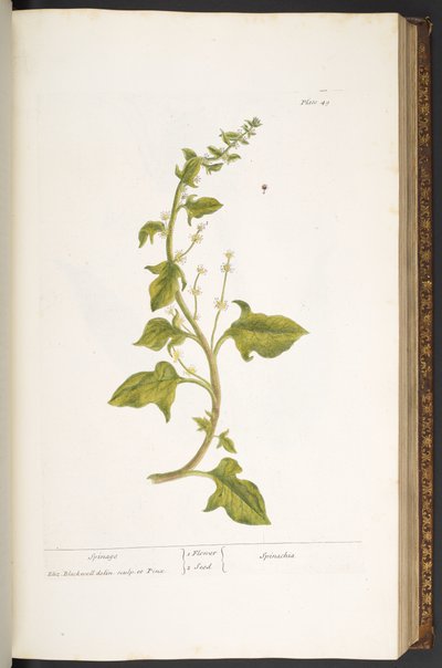 プレート 49、スピネージ、「A Curious Herbal」より 作： Elizabeth Blackwell
