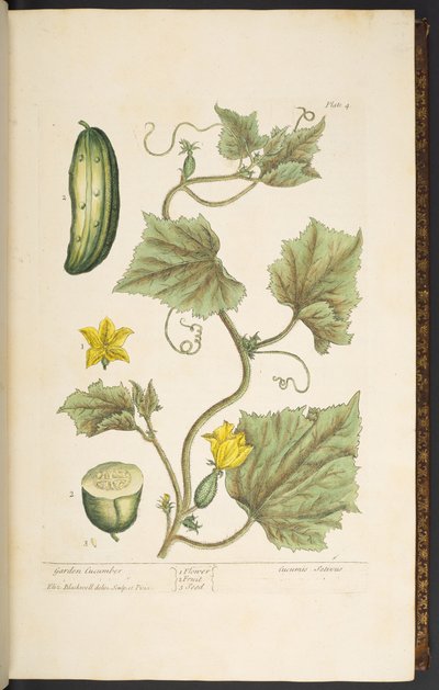 プレート 4、ガーデン キュウリ、「A Curious Herbal」より 作： Elizabeth Blackwell