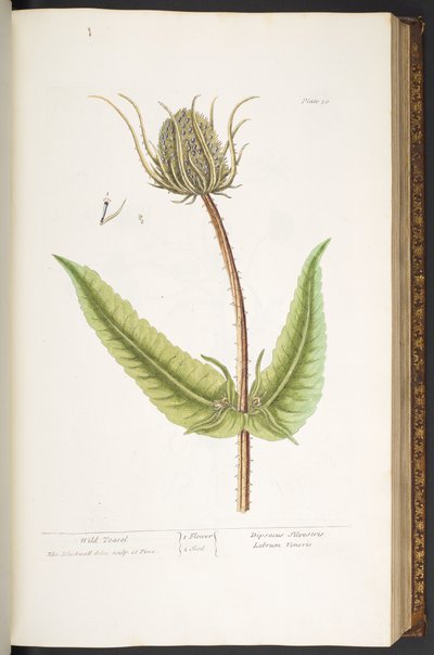 プレート 50、ワイルド ティーゼル、「A Curious Herbal」より 作： Elizabeth Blackwell