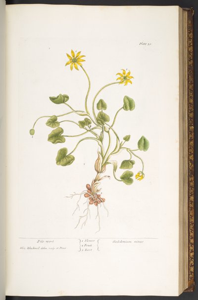 プレート 51、パイルワート、「A Curious Herbal」より 作： Elizabeth Blackwell
