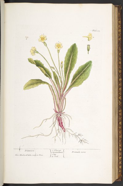 プレート 52、プリムローズ、「A Curious Herbal」より 作： Elizabeth Blackwell