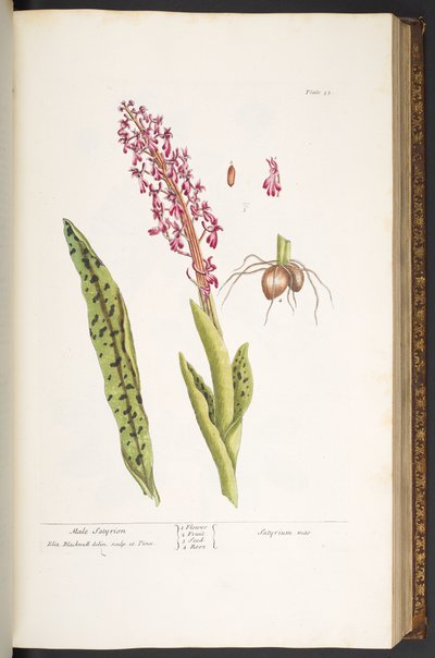 プレート 53、オスのサティリオン、「A Curious Herbal」より 作： Elizabeth Blackwell