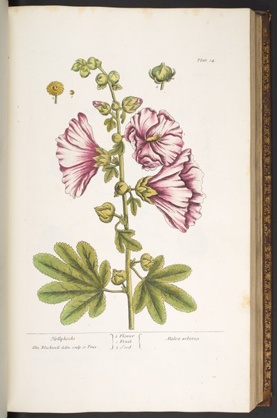 プレート 54、タチアオイ、「A Curious Herbal」より 作： Elizabeth Blackwell