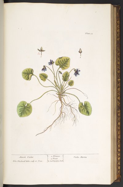 プレート 55、マーチ バイオレット、「A Curious Herbal」より 作： Elizabeth Blackwell